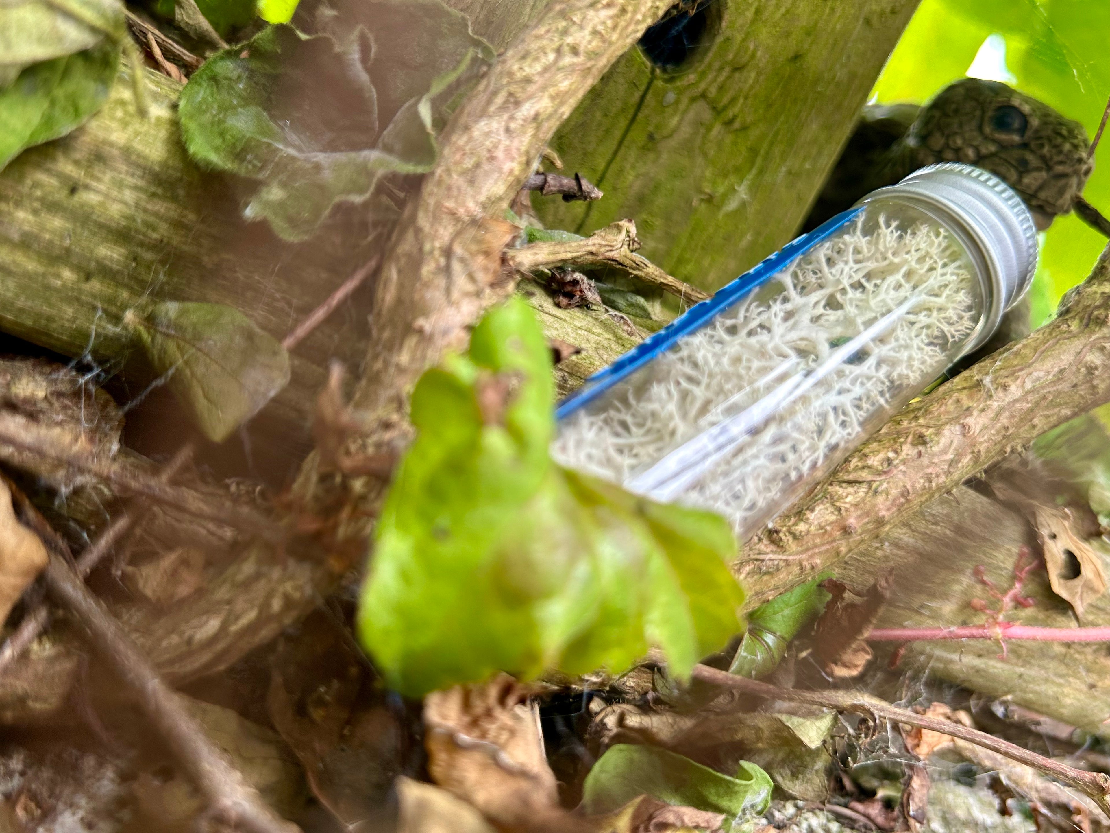 Fungus Sample Prop