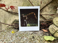 “Patrol” - Polaroid