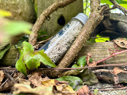Fungus Sample Prop